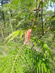 Calliandra houstoniana calothyrsus