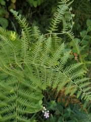 Pteridium tauricum