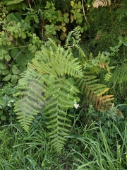 Pteridium tauricum