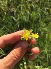 Hypericum boreale
