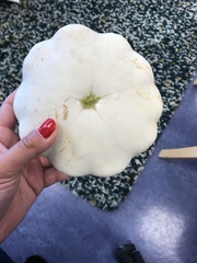 Cucurbita melopepo