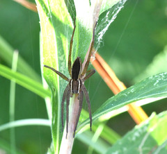 Dolomedes striatus