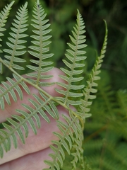 Pteridium tauricum