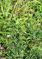 Gentiana rubricaulis