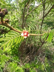 Calliandra houstoniana calothyrsus
