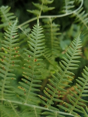 Pteridium tauricum
