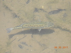 Micropterus salmoides