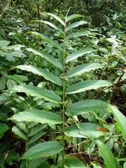 Aframomum strobilaceum