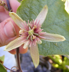 Passiflora rubra