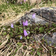 Soldanella pusilla