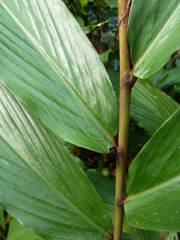 Aframomum strobilaceum