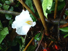 Aframomum strobilaceum