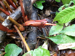 Aframomum strobilaceum