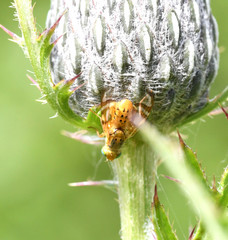 Terellia occidentalis