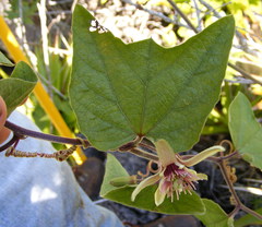 Passiflora rubra
