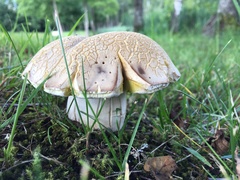 Boletus betulicola