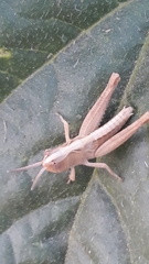 Euchorthippus declivus