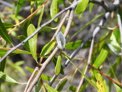Poecilonota salixi