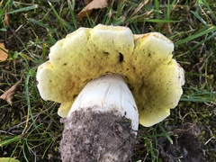 Boletus betulicola