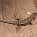 Northwestern Fence Lizard - Photo (c) Erin and Lance Willett, some rights reserved (CC BY-NC-ND)