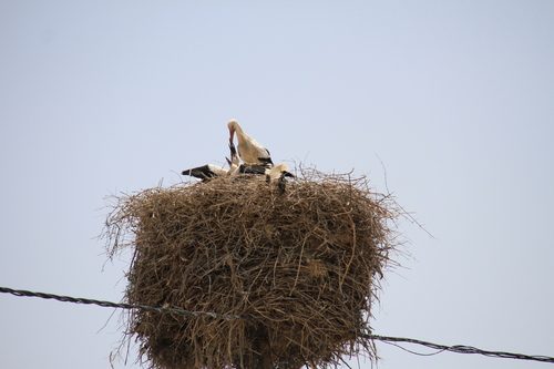 White Stork