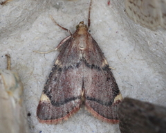 Hypsopygia thymetusalis