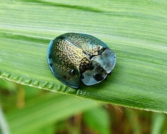 Cyrtonota thalassina