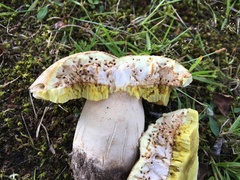 Boletus betulicola