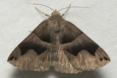 Gondysia smithii