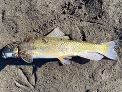 Catostomus macrocheilus