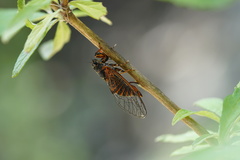 Cicadettini