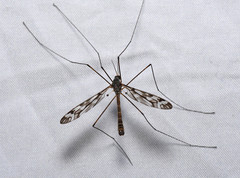 Tipula trivittata