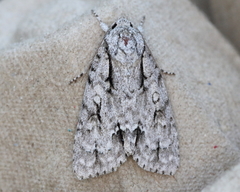 Acronicta laetifica