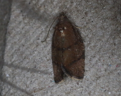 Argyrotaenia juglandana