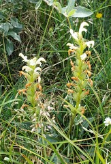 Pedicularis parryi