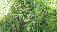 Centaurium maritimum
