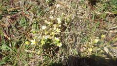 Centaurium maritimum