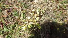 Centaurium maritimum