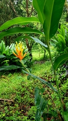 Heliconia longiflora