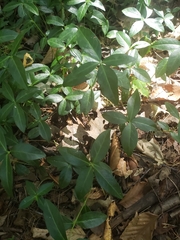 Vinca minor