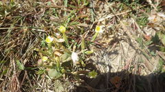 Centaurium maritimum