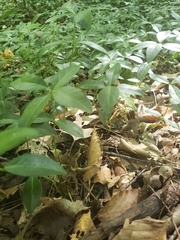 Vinca minor