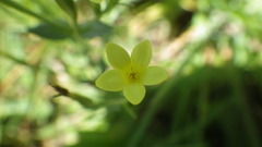 Centaurium maritimum
