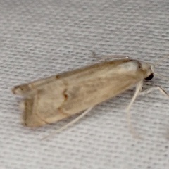 Parapediasia decorellus