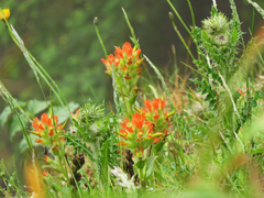 Castilleja litoralis