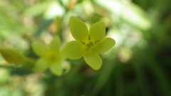 Centaurium maritimum