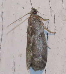 Oreana unicolorella