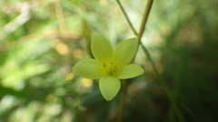 Centaurium maritimum