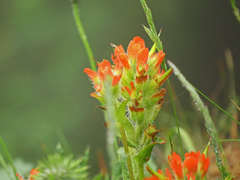 Castilleja litoralis