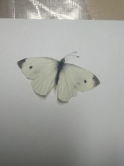 Pieris rapae